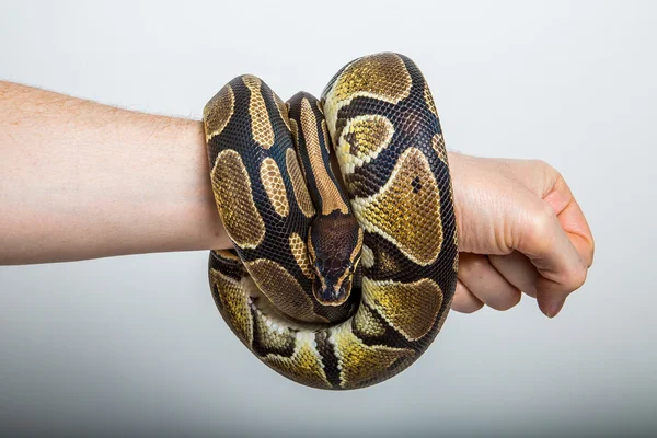 Royal python — Stock Photo, Image