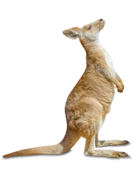 Kangoeroe staande — Stockfoto