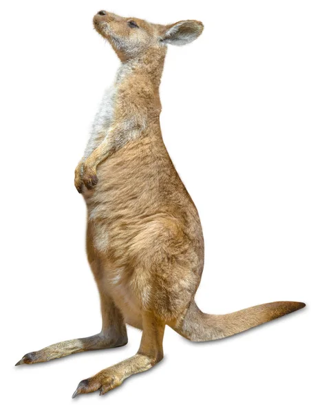 Красный кенгуру изолирован — стоковое фото