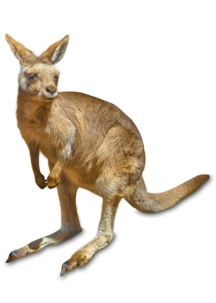Känguru — Stockfoto