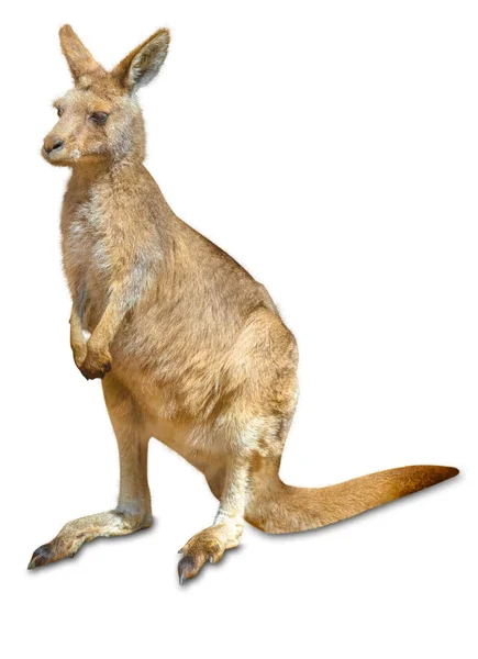 Kangourou australien — Photo