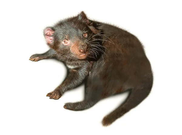 Tasmanian Devil — Stock Photo, Image