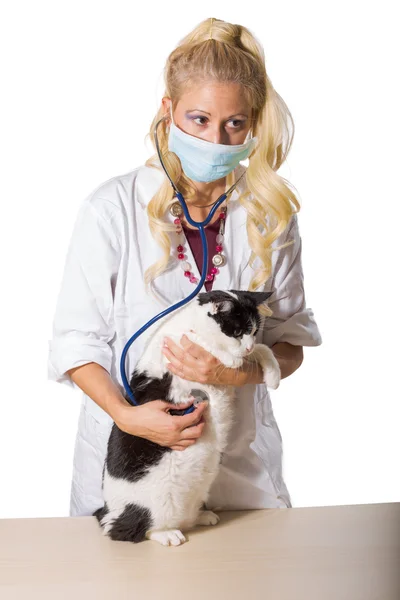 獣医検査猫 — ストック写真