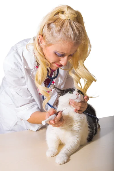 Veterinarian taking blood — ストック写真