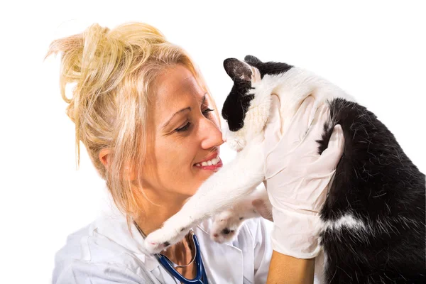 Veterinarian kissing cat — ストック写真