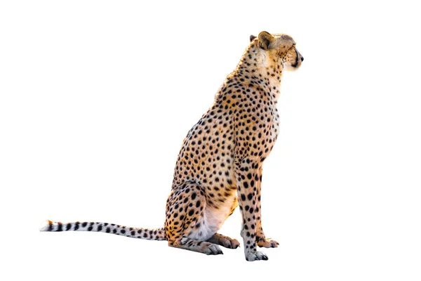Cheetah seduto — Foto Stock