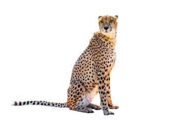 cheetah oturan