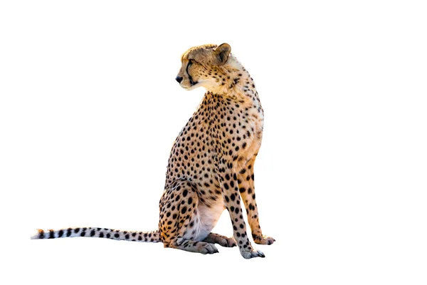 Cheetah sentado — Foto de Stock