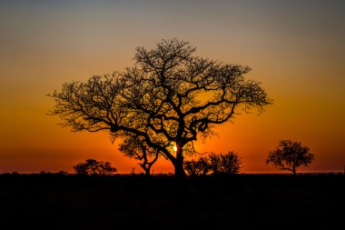 Isimangaliso Sulak Arazi Parkı