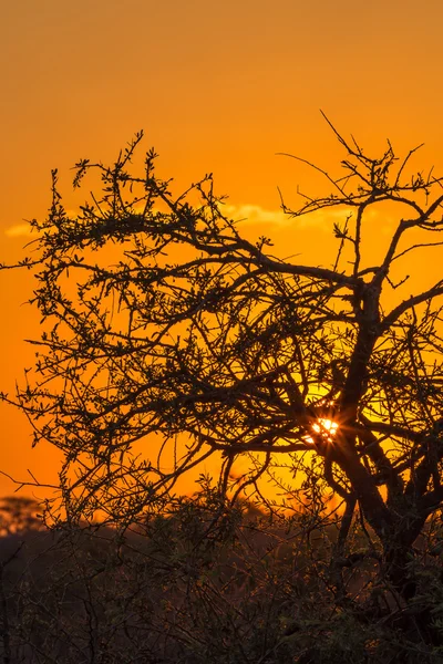 非洲树日落 — 图库照片