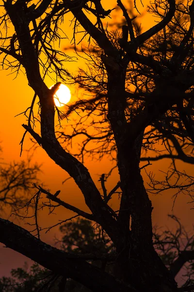 Afrykańskie drzewo o zachodzie słońca — Zdjęcie stockowe