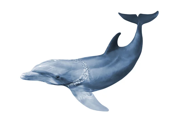 Dolphin isolated — Stock Photo, Image