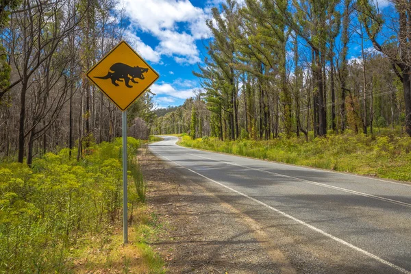 Tasmanian Devil Crossing — Stock Photo, Image