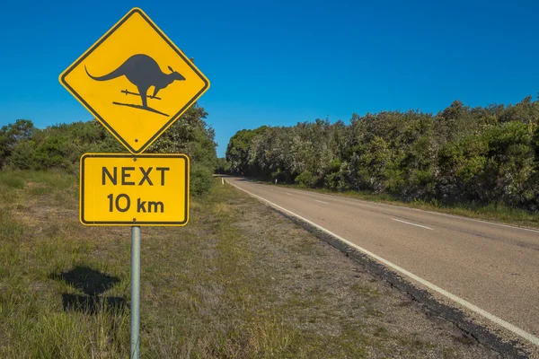 Kangaroo Skiing — Stock Photo, Image