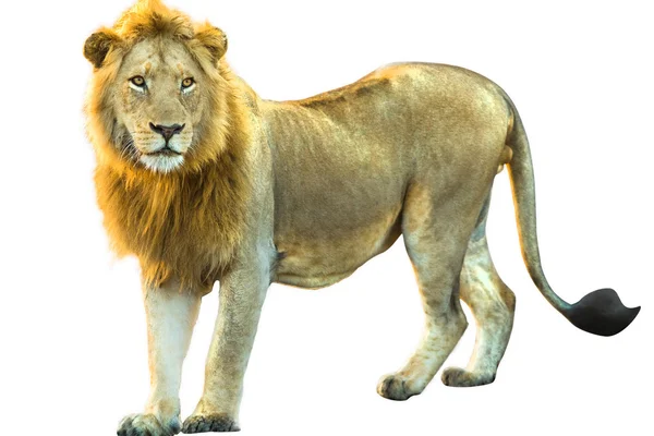 Lion isolated — Stock Photo, Image