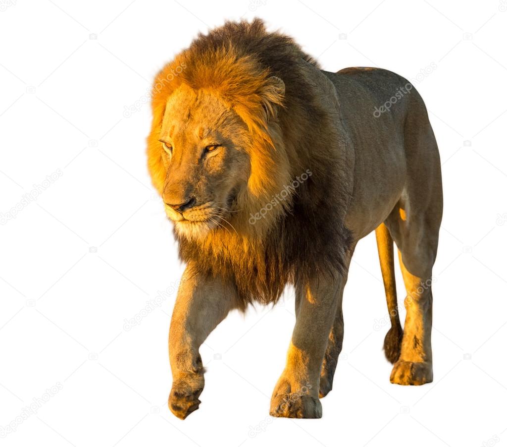 Lion isolated