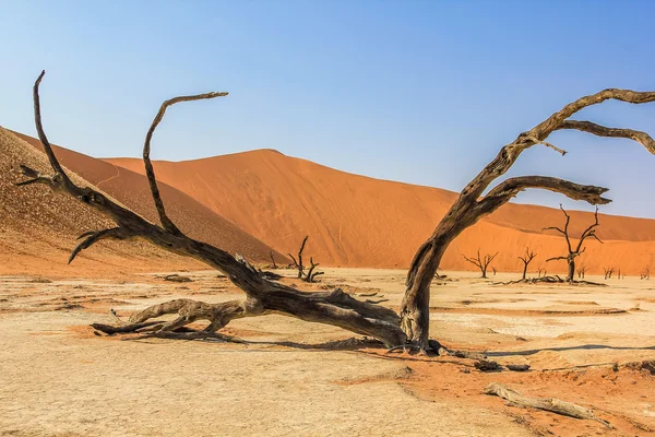 Deadvlei Namibia — Stock Photo, Image