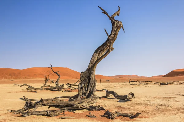 Namib Naukluft — Stock Photo, Image