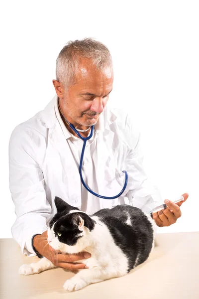 고양이를 데리고 있는 수의사 — 스톡 사진