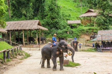 Elaphant playing 