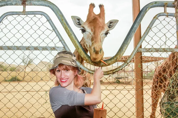 Woman feeding giraffe — Stock Photo, Image