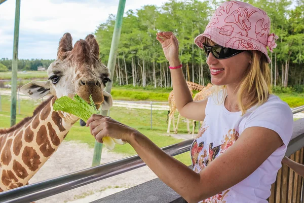 Woman feeding giraffe — Stock Photo, Image