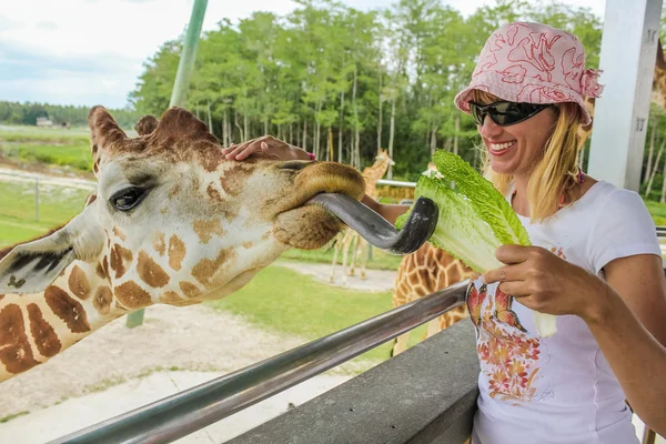 Woman feeding giraffe — Stock Photo, Image