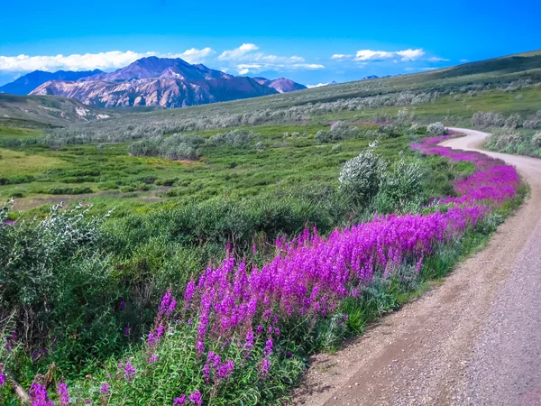 Parque Nacional Denali — Foto de Stock