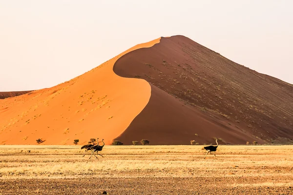 Naukluft NP namibia — Stock Photo, Image