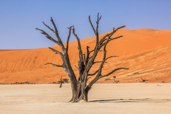 Deadvlei-Namibië — Stockfoto