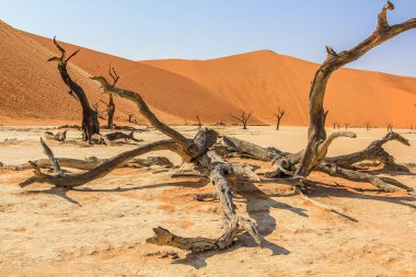 Deadvlei 