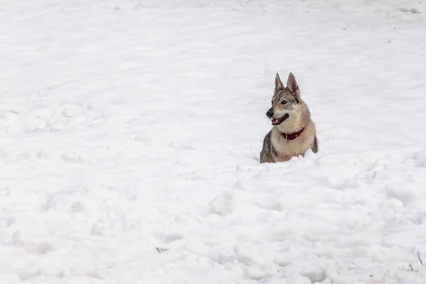 Wolf dog — Stock Photo, Image