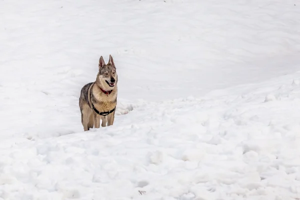 Dog in the snow — Stock Photo, Image