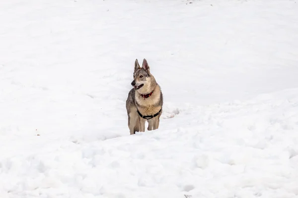 Czechoslovakian wolf dog — Stock Photo, Image