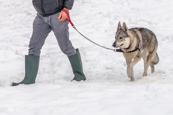 Walking with dog — Stock Photo, Image