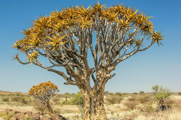 Quiver Tree Forest — Stockfoto