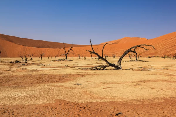 Sossusvlei — Stock Fotó