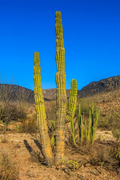 Cactus — Stockfoto