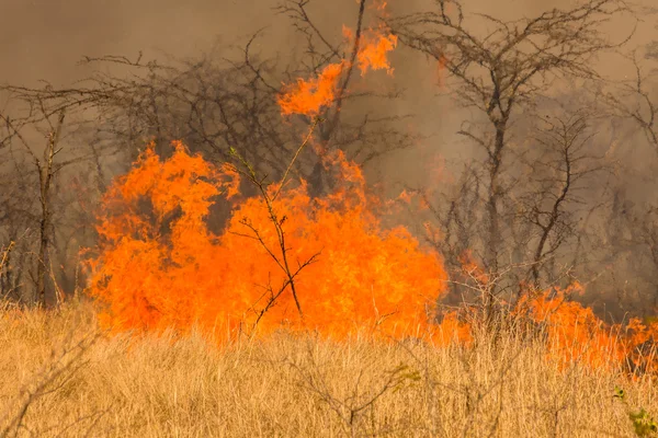 Desastre de incêndios florestais — Fotografia de Stock