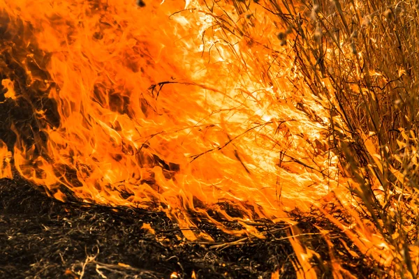 Forent na ogień — Zdjęcie stockowe