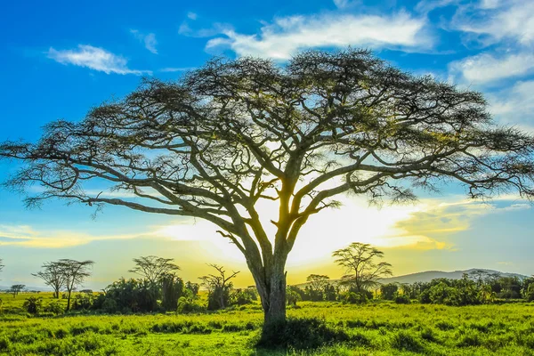 Serengeti landscape — Stock Photo, Image