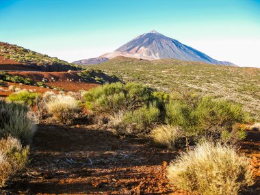 Teide kanarya