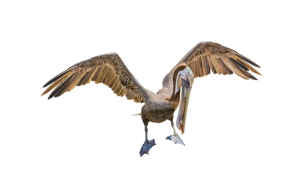 Brązowy pelikan — Zdjęcie stockowe