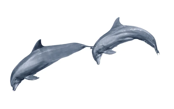 Dolphins jumping — Stock Photo, Image