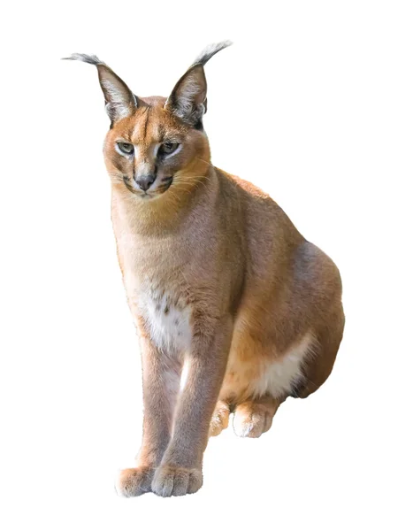 Caracal isolated — Stock Photo, Image