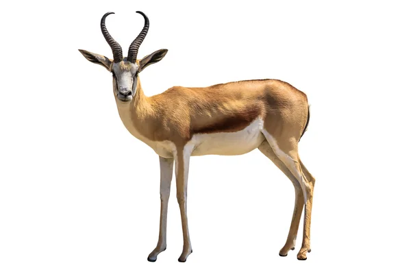 Springbok — Stockfoto