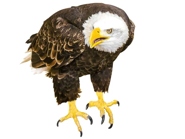 Eagle white — Stock Photo, Image