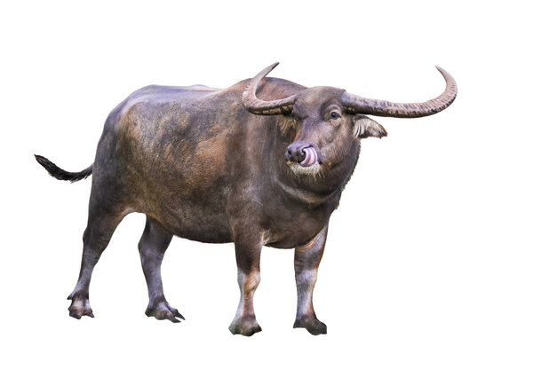 Азиатский буйвол
