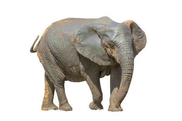 Elefante — Foto Stock