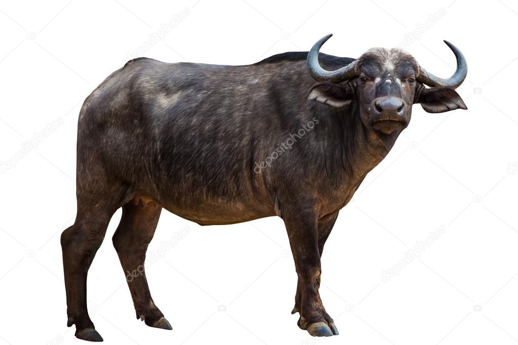 Black Buffalo